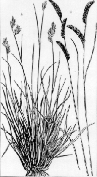 Buffalo and gramma grass