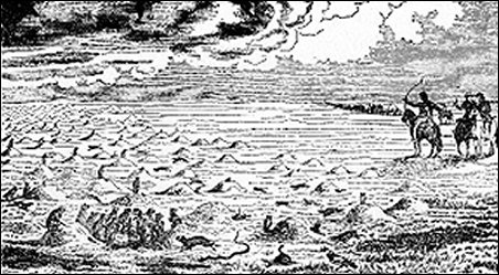 [sketch of prairie-dog town]